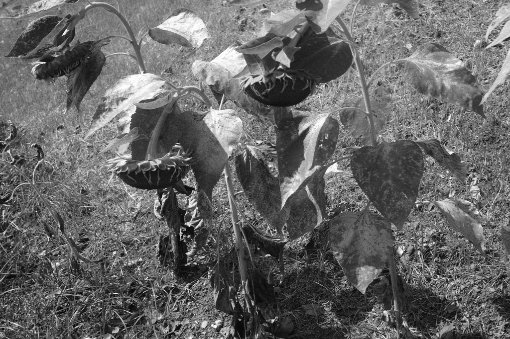 あ～、つかれた