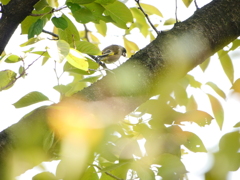 職場近くで見かけた鳥④