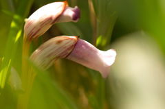 ナンバンギゼル