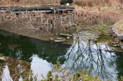 冬のハス池