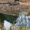 冬のハス池