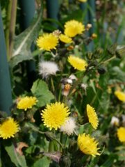 路傍の花　ノゲシ