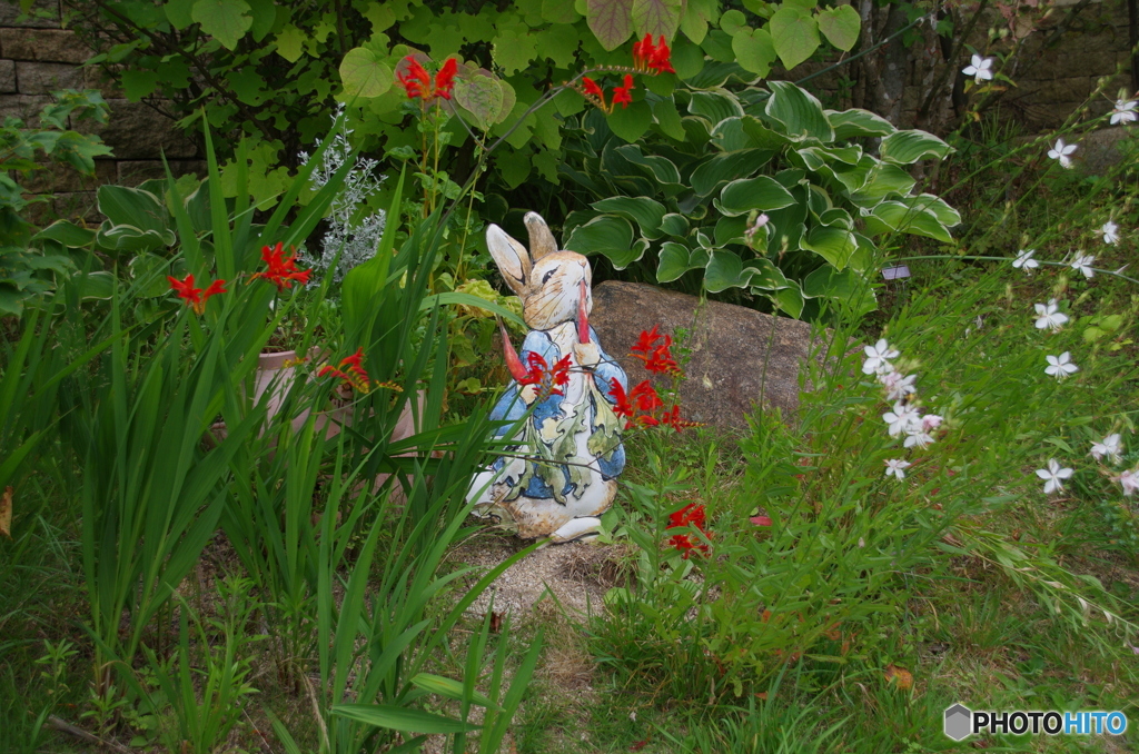 ピーターラビットの庭