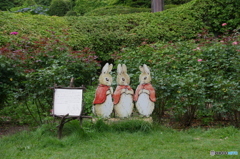 ピーターラビットの妹たち　フロプシー、モプシー、カトンテール