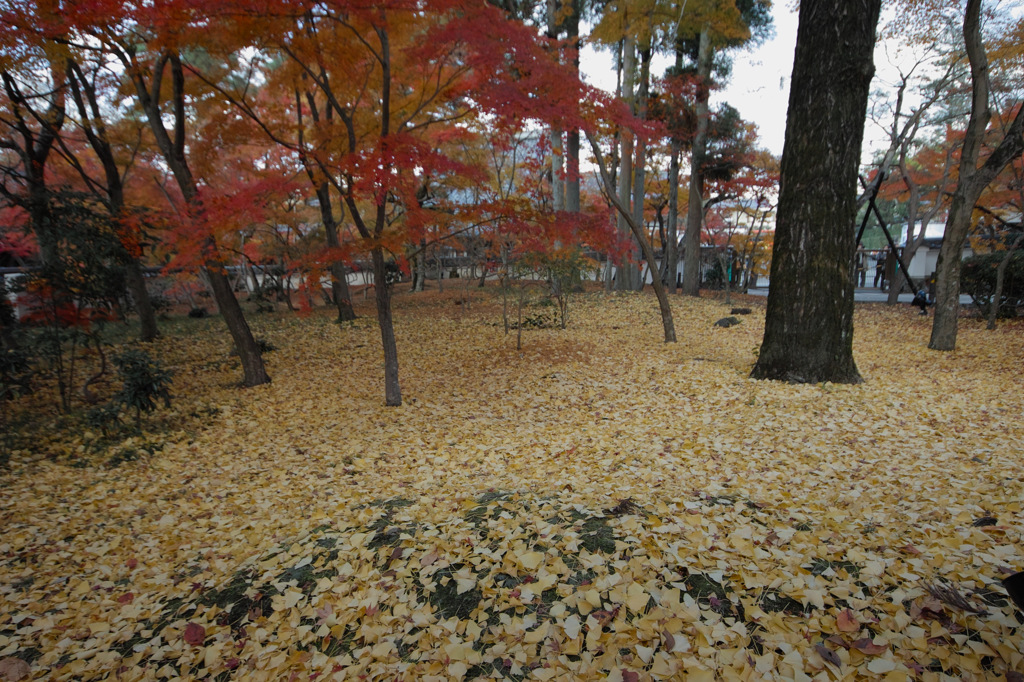 イチョウ　永観堂
