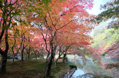 紅葉