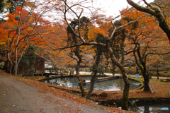 醒井養鱒場にて