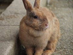 つきうさぎ
