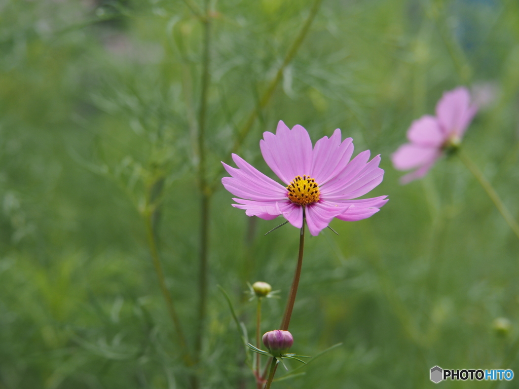 コスモスが咲いていました