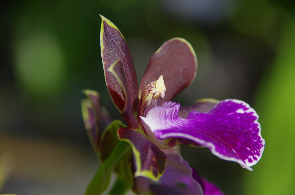 ジゴニシア 紫小町.