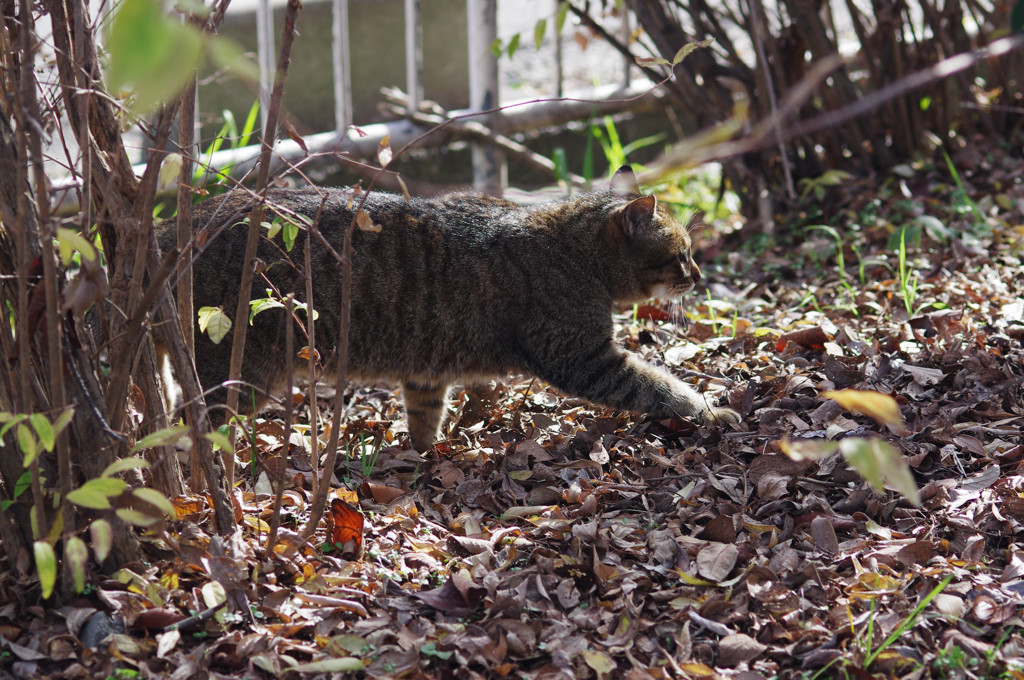 ねこ　さっそうと