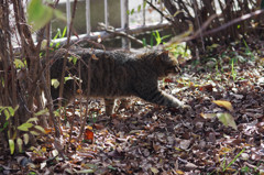 ねこ　さっそうと
