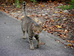 近づくノラ