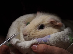 ももこ、お薬ですよ