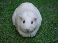 お外でかたまっています