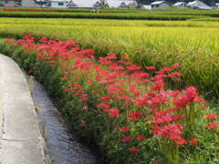曼珠沙華　奈良　明日香村にて