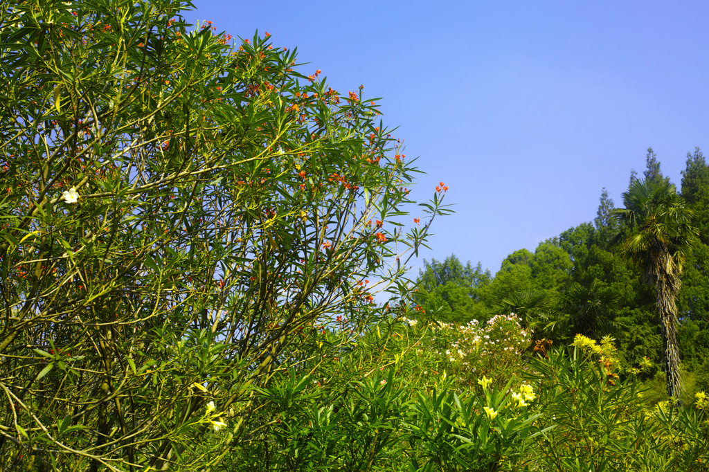 キョウチクトウ