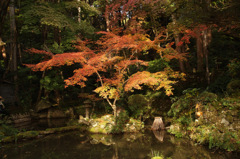 湖東三山　金剛輪寺にて