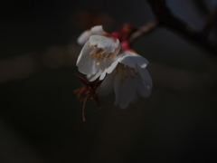 四季桜　