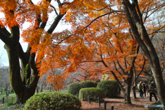 京都府立植物園で