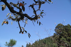 秋　柿と桜　京都大原・実光院　