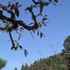 秋　柿と桜　京都大原・実光院　