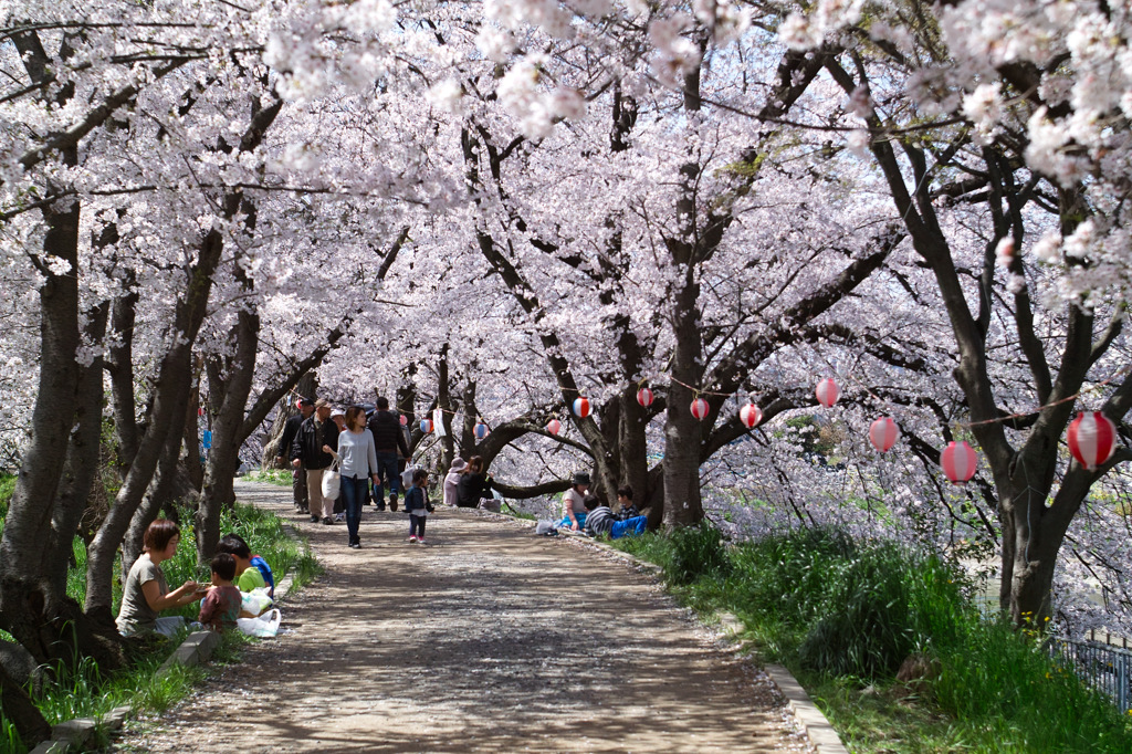 桜祭り　玉川の里　②　