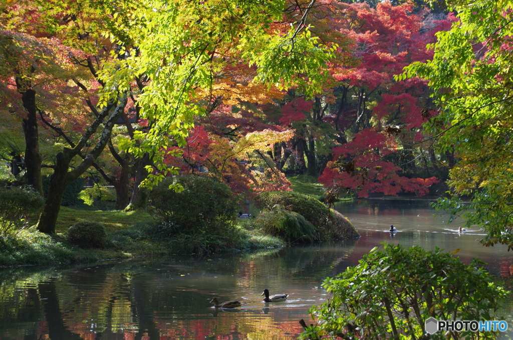 京都府立植物園で