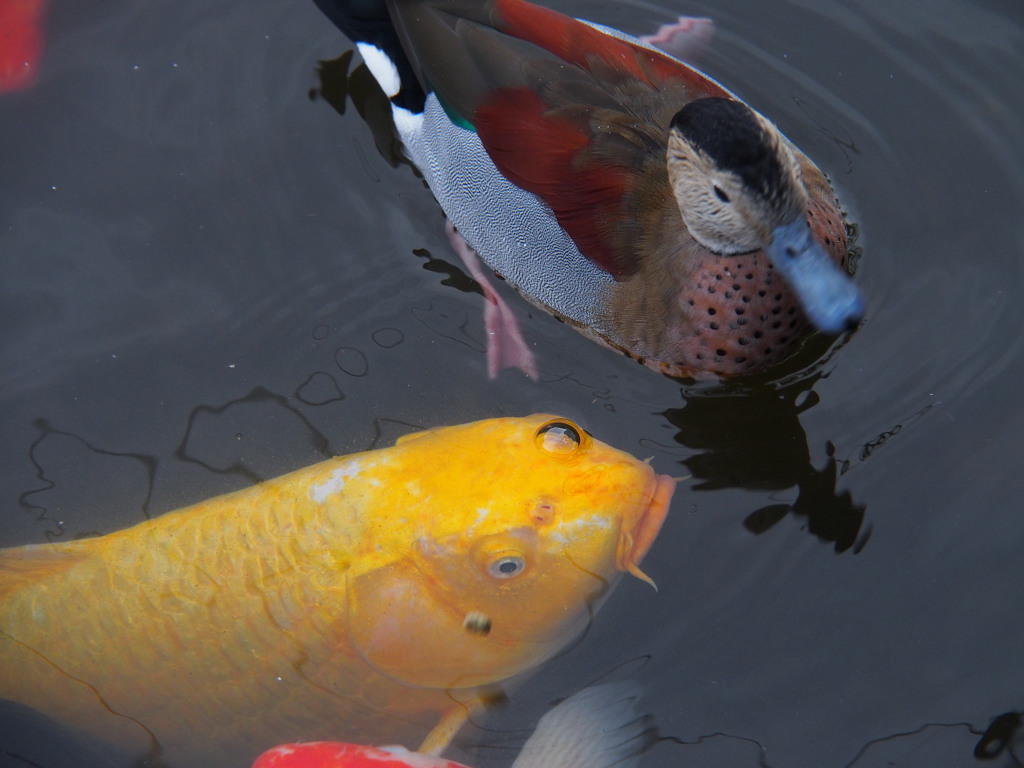 カモに負けるな