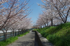 桜並木