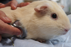 ももこの聴診　②正しい使い方