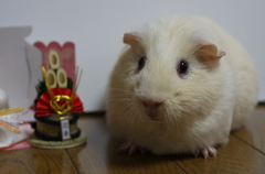 ２０１４　あけましておめでとうございます