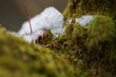 のこり雪