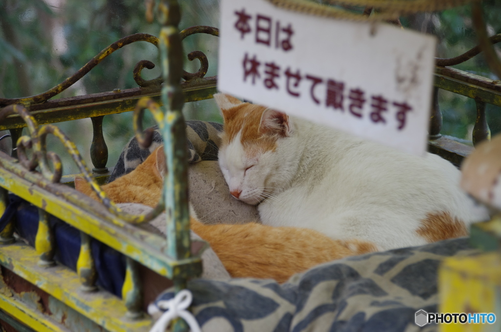 本日はお休みです