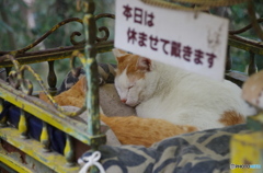 本日はお休みです