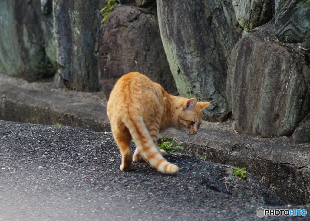 とら、なに見てるの