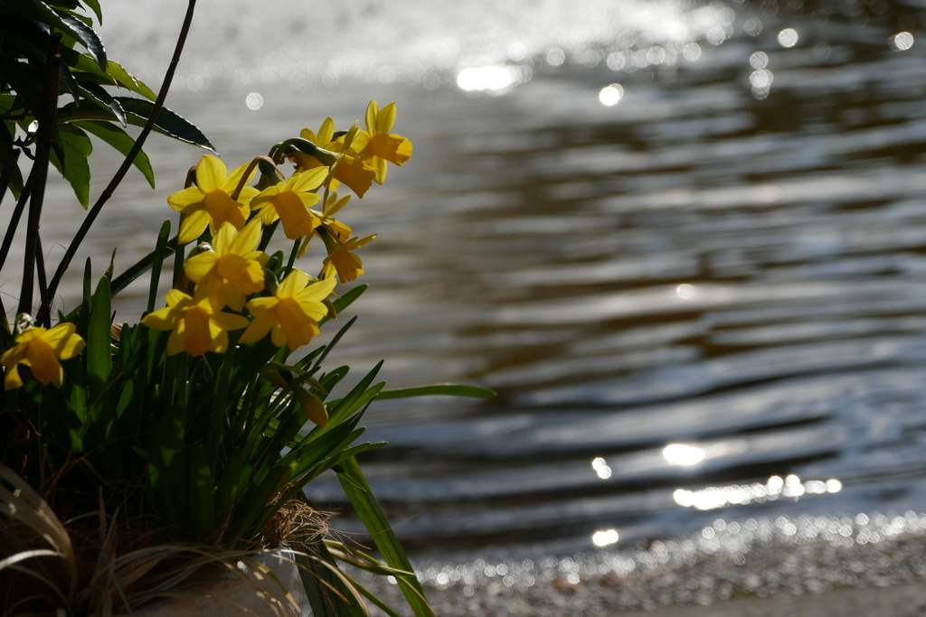 Narcissus