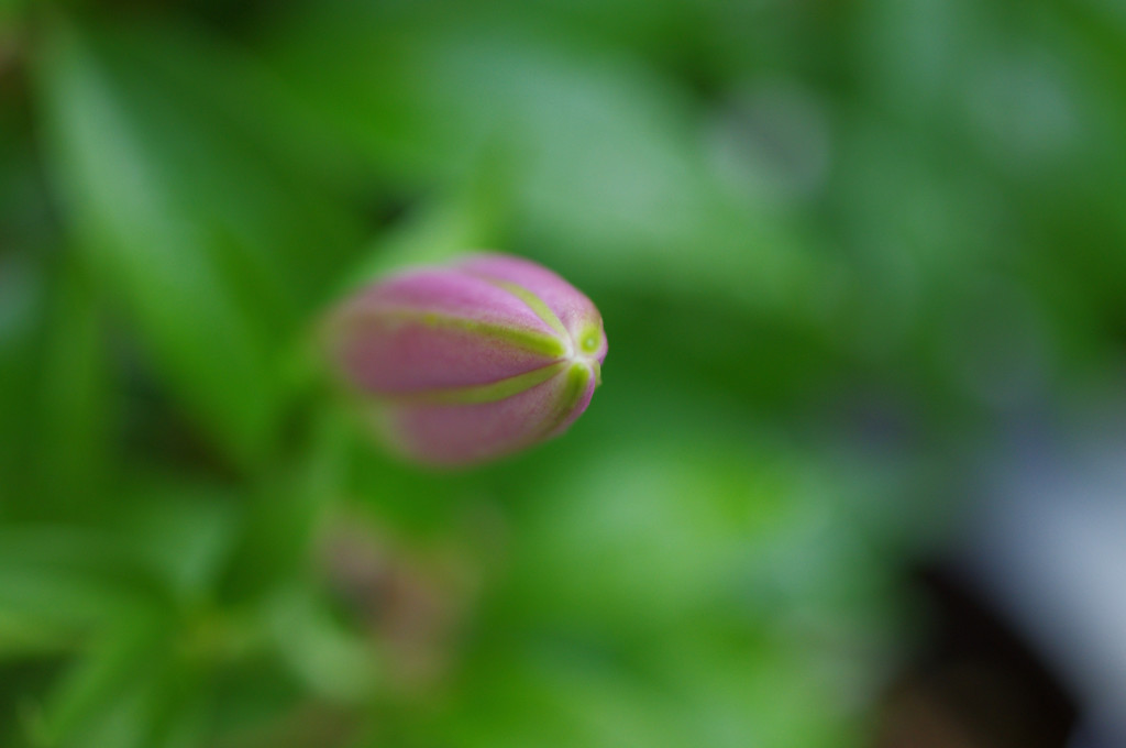 つぼみ　カサブランカ