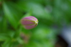 つぼみ　カサブランカ