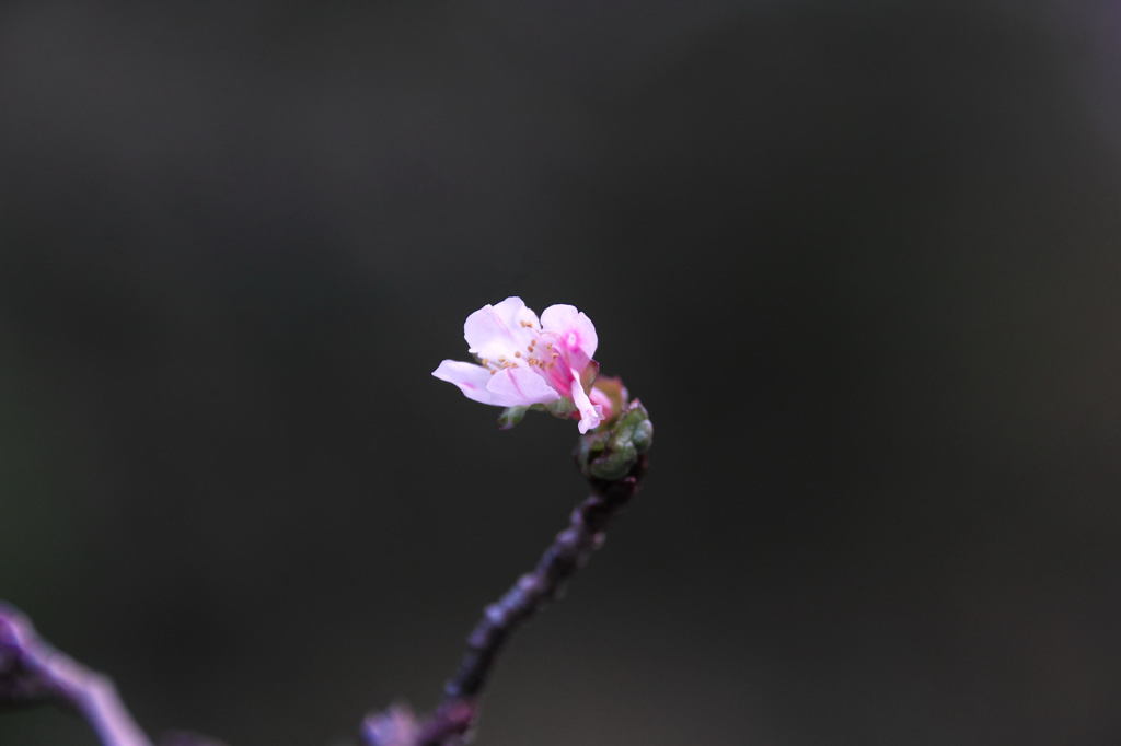 さくら　秋・冬　キンキマメザクラ