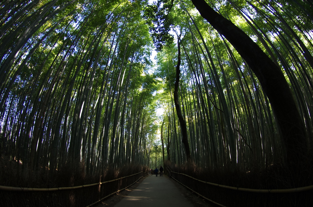 竹林の道