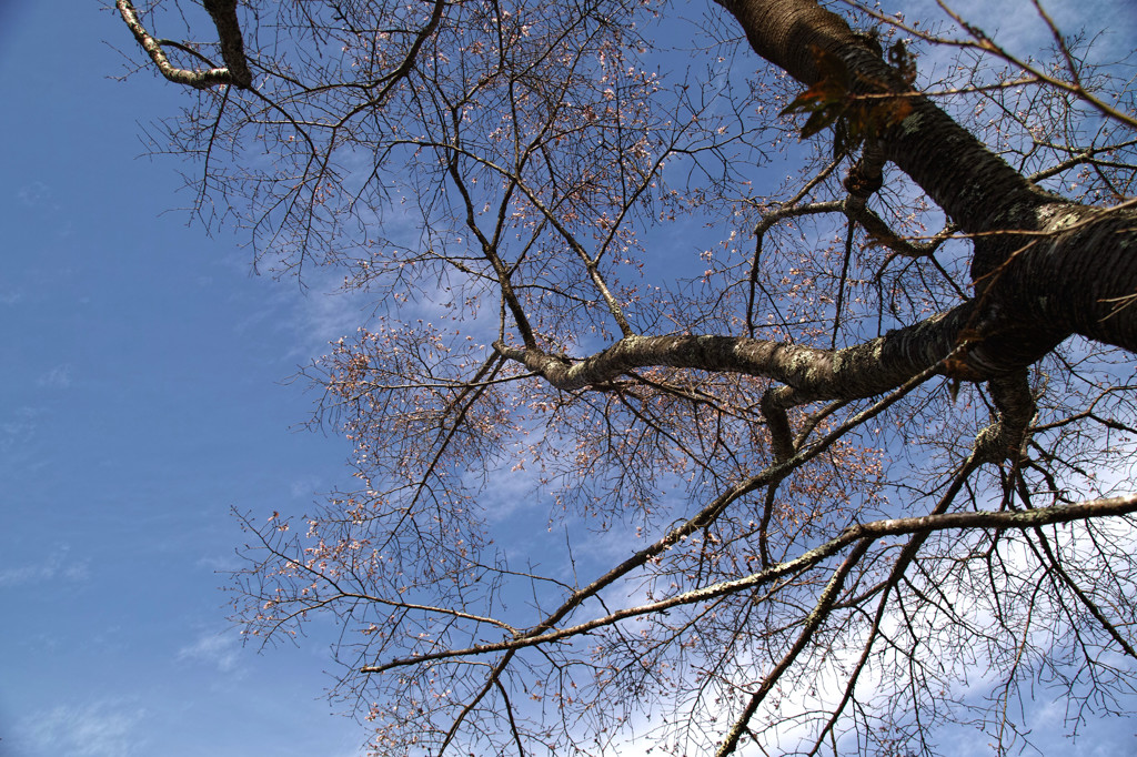 不断桜　西明寺にて