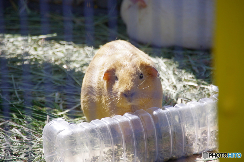 なに？　ひまわり食べてたんですけど