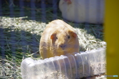 なに？　ひまわり食べてたんですけど