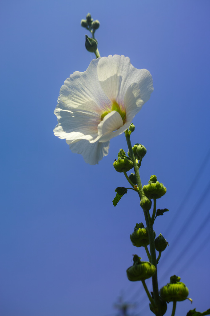 たちあおい　白