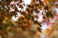 紅葉
