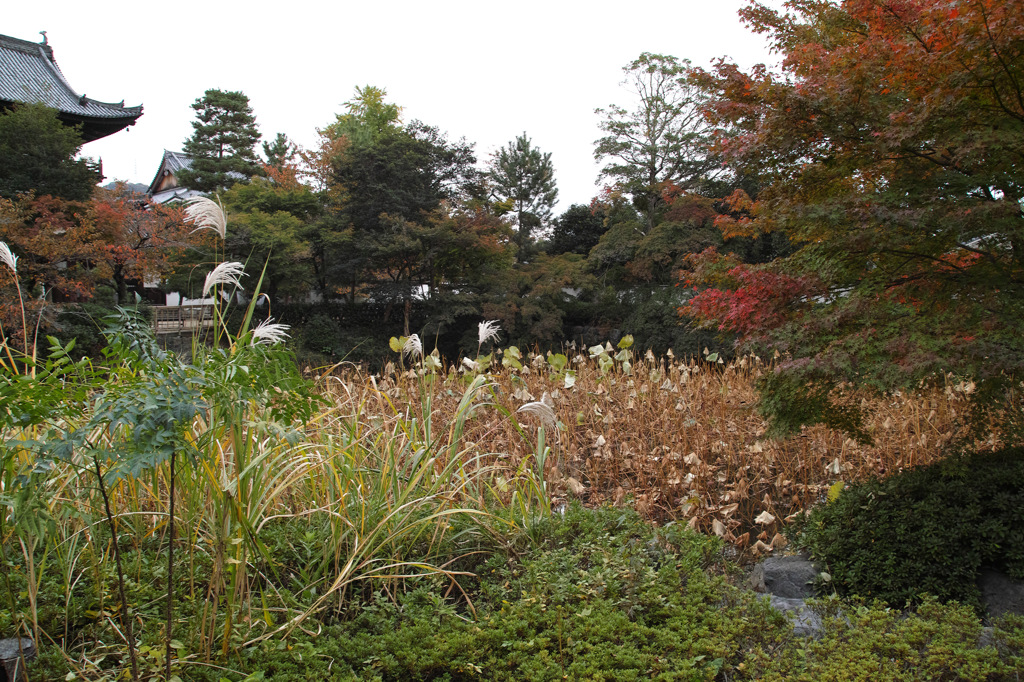 秋　萬福寺 　　京都、宇治黄檗