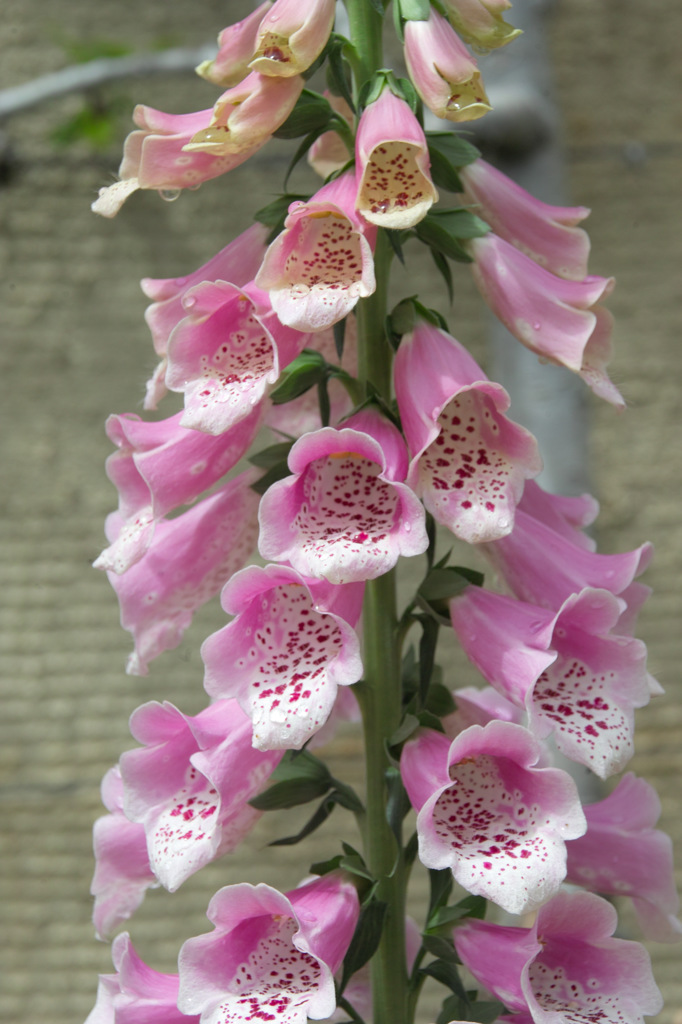 ジギタリスの花