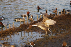 くわえてにげろ　鶴見緑地公園大池のカモ③