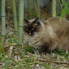 ペロ